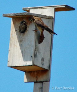 2010-kestrel-nest-box-mirror