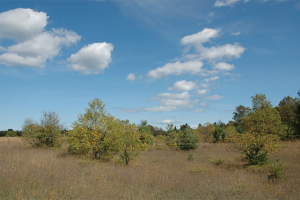 Domer-Neff Nature Preserve