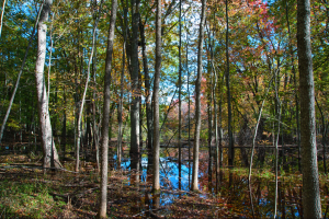 Ephraim Preserve at Anderson Pond