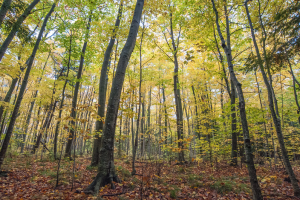 Lautenbach Woods - Nature Preserve