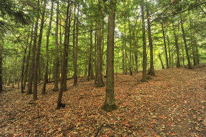 Lautenbach Woods - Nature Preserve