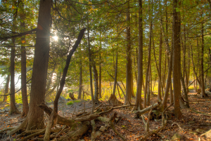 Little Lake Nature Preserve