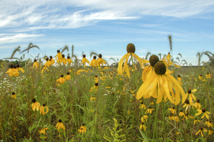 Oak Road Nature Preserve