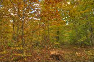 Richter Community Forest Nature Preserve