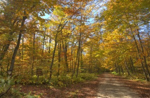 Richter Community Forest Nature Preserve