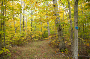 Richter Community Forest Nature Preserve