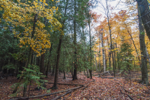 White Cliff Nature Preserve