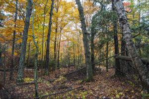 White Cliff Nature Preserve