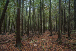 White Cliff Nature Preserve