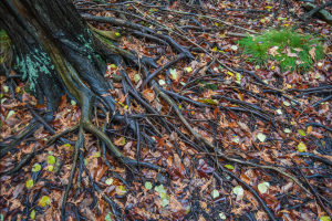 White Cliff Nature Preserve