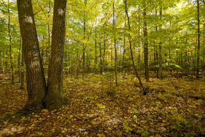 White Cliff Nature Preserve