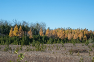 Harold C. Wilson - Nature Preserve