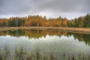 Harold C. Wilson - Nature Preserve