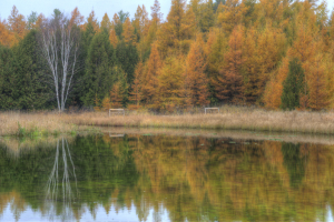 Harold C. Wilson - Nature Preserve