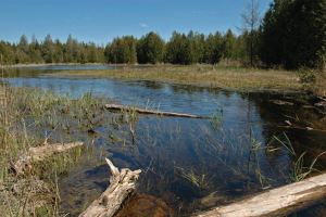 Three Springs Nature Preserve