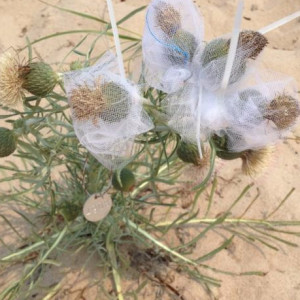 Pitcher's Dune Thistle