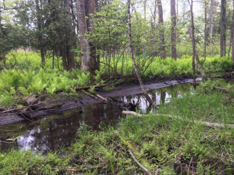 the-door-county-land-trust-creates-a-new-conservation-easement-at