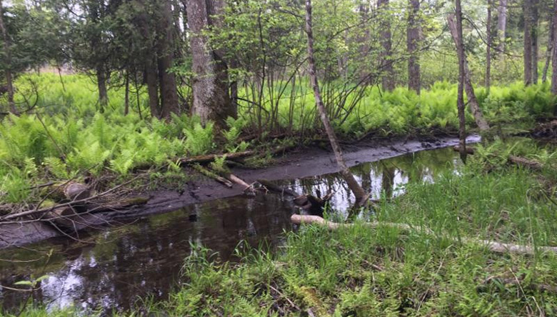 A portion of the creek running through the newly protected property. Photo by Drew Reinke, Door County Land Trust, Land Protection Specialist