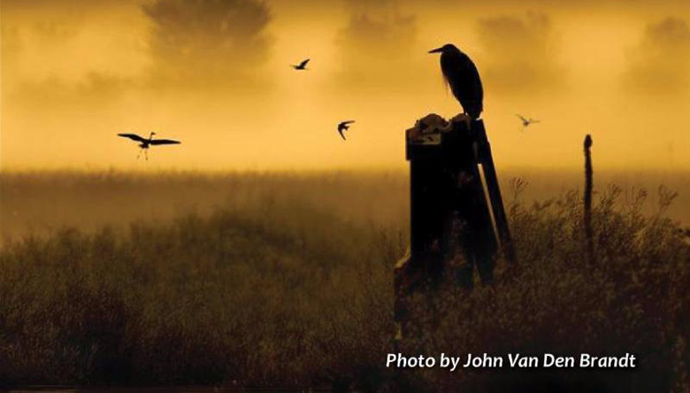 Birds-by-John-Van-Den-Brandt2_featured