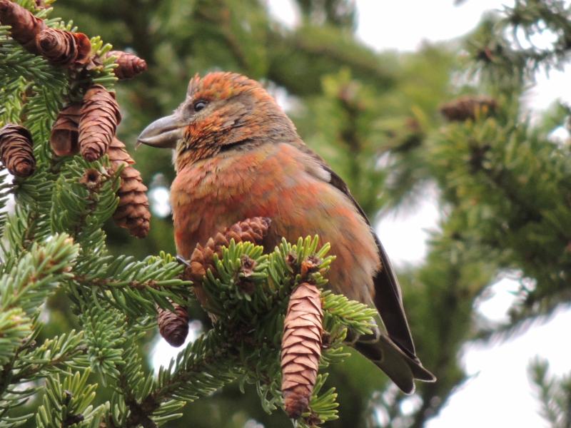 Red Crossbill by Melody Walsh