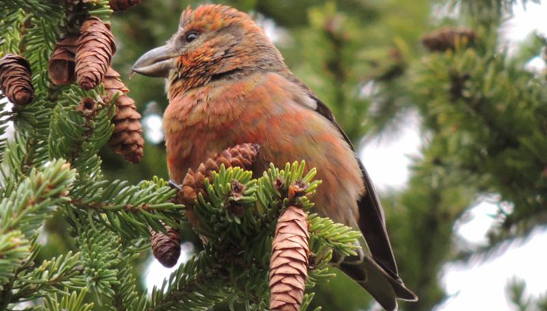Red-Crossbill-3-by-Melody-Walsh_featured