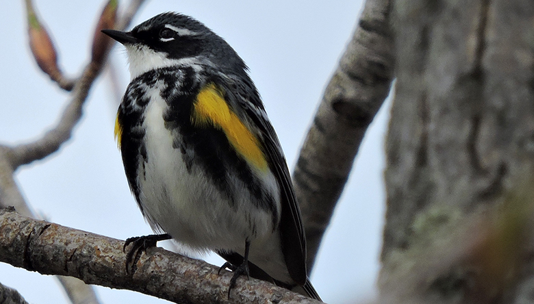 Yellow-rumped-Warbler-by-Melody-Walsh-2017_05_13_featured_image