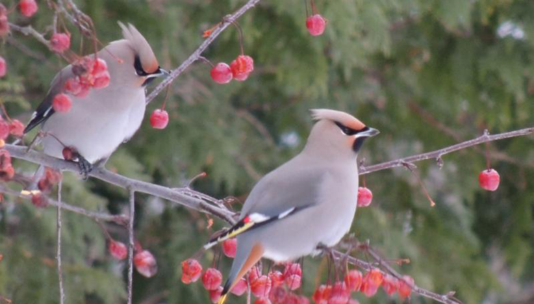 bohemian_waxwing_featured_image