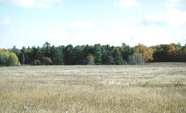 Gilson-Peterson Forest Preserve