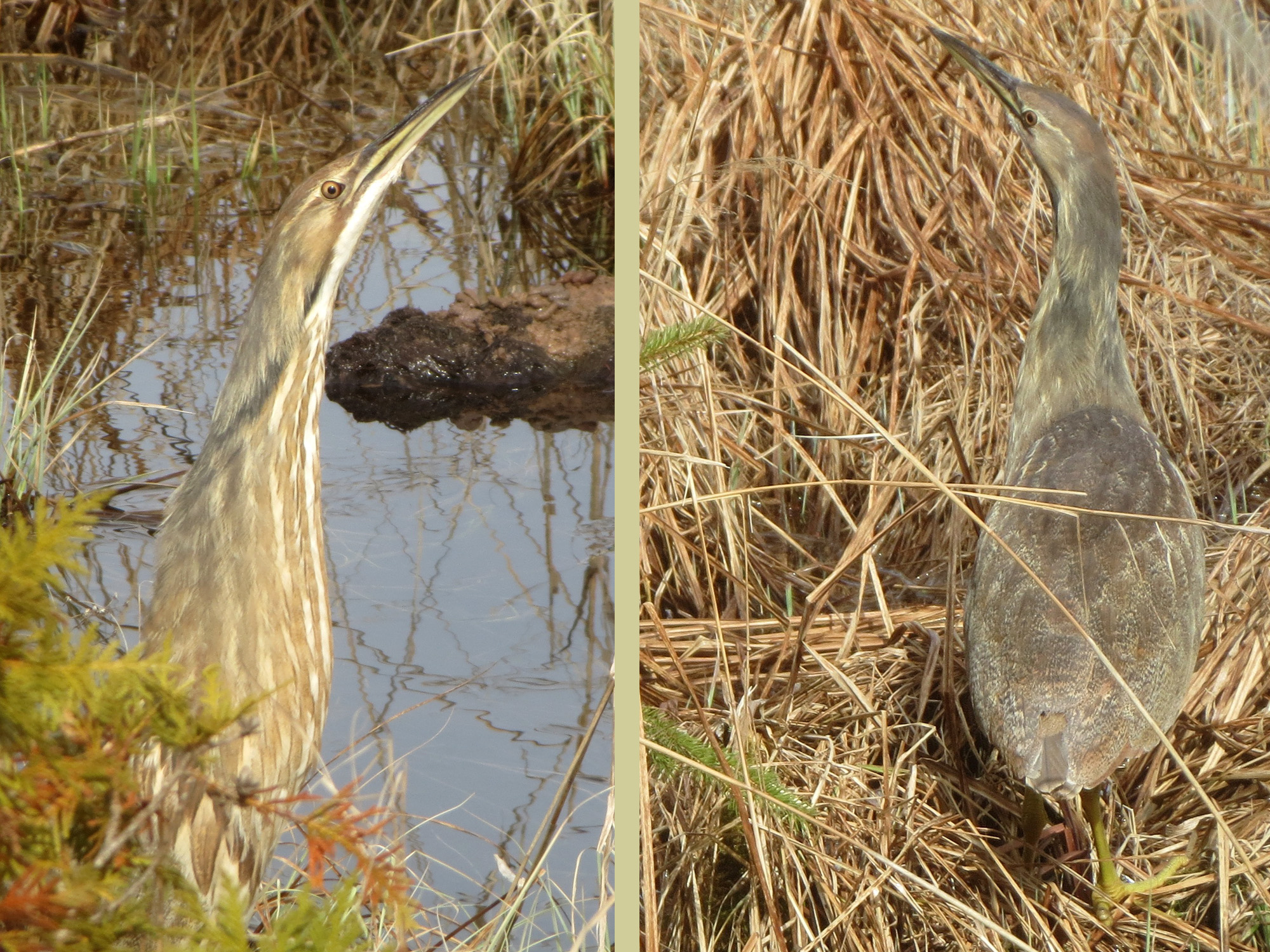 American bittern