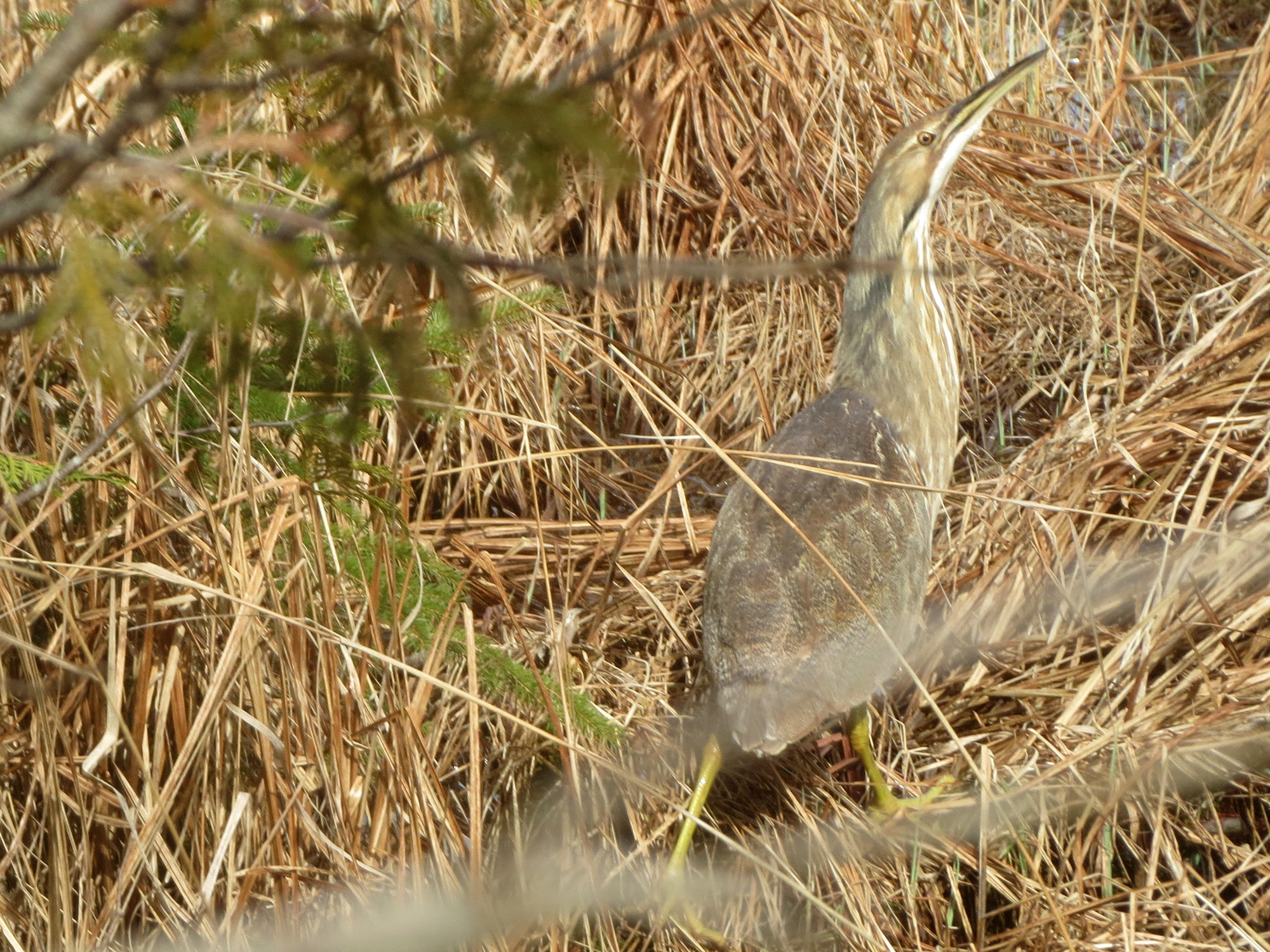 American bittern