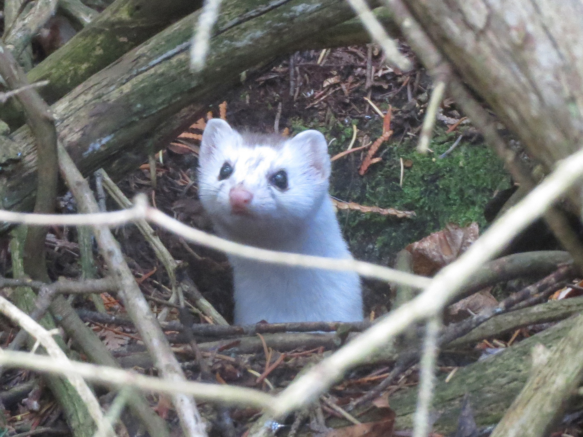 Short-tailed weasel by Nancy Aten