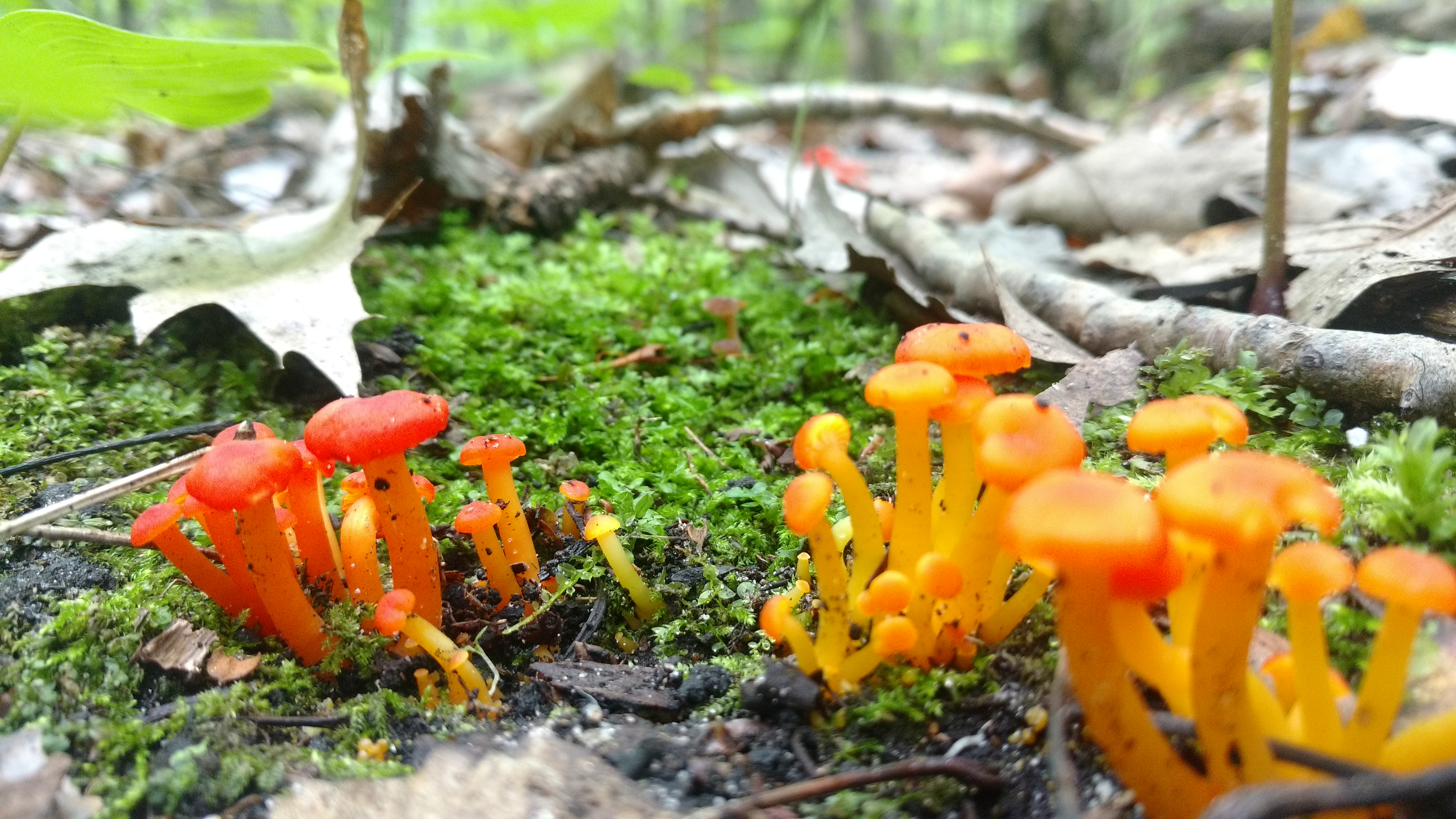 Mushrroms at White Cliff Nature Preserve by Jesse Koyen