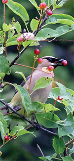 Cedar Waxwing