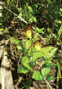 Lady Slipper