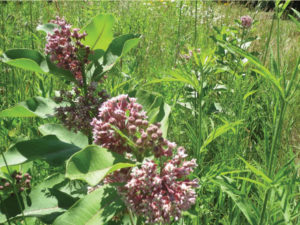 milkweed