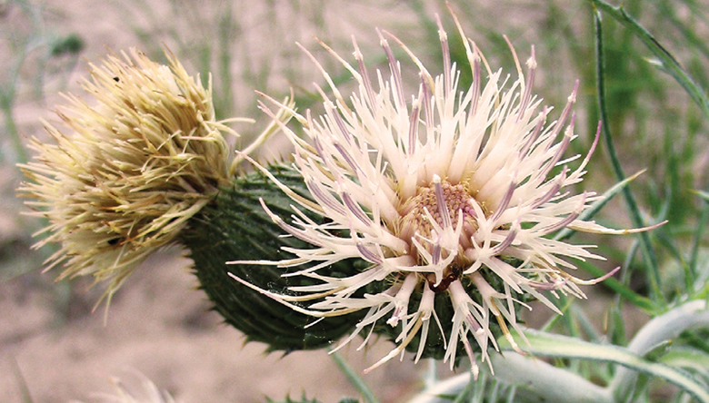 Dune Thistle