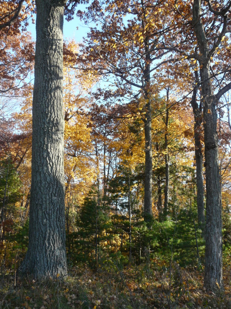 Chambers Island Hardwood forest (3)