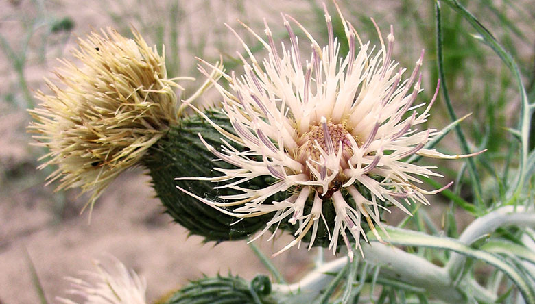 Pitchers Dune Thistle