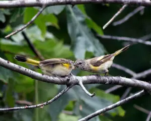 American-Redstart-female-on-right-feeding-youngweb