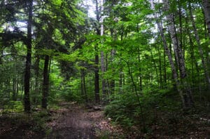 Chambers-Island-Forest-June-2015-by-J-Schartner-033web Chambers-Island-Forest-June-2015-by-J-Schartner