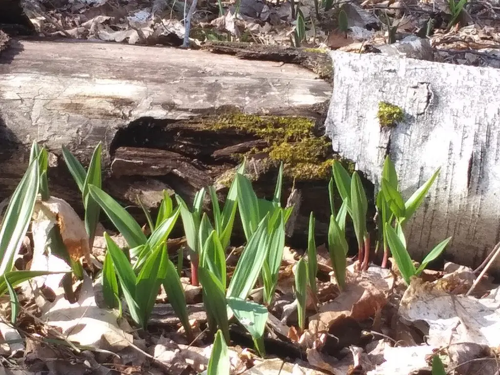 20-04-14 Ephraim Preserve at Anderson Pond 024