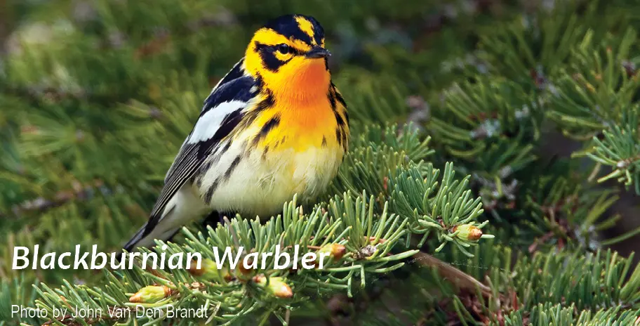 GE-blackburnian-warbler1