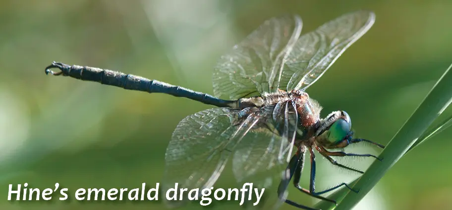 GE-hines-emerald-dragonfly3