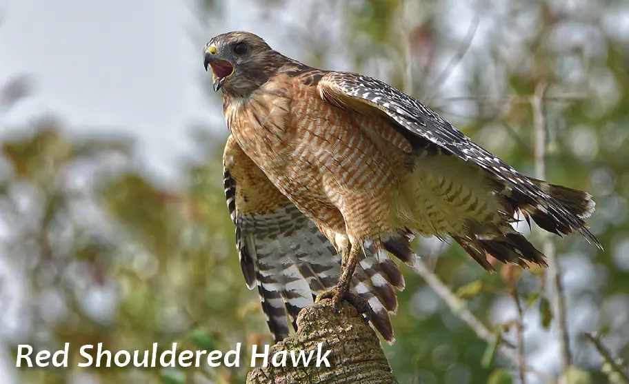 GE-red-shouldered-hawk2