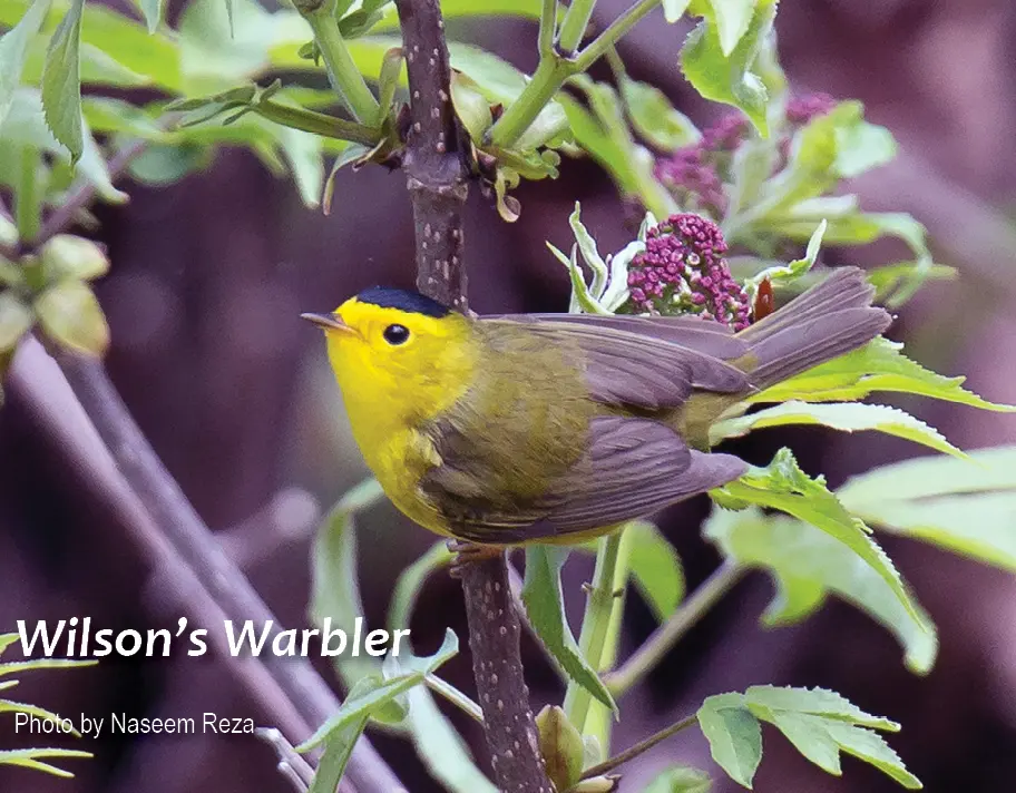 GE-wilsons-warbler4