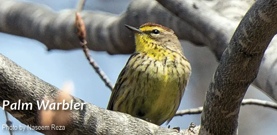 SD-palm-warbler1