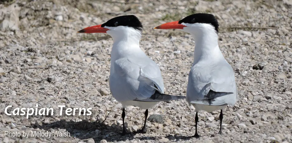 WI-caspian-terns