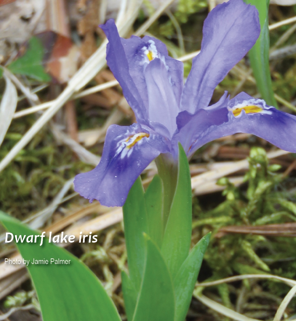 WI-dwarf-lake-iris
