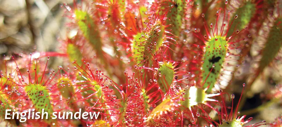 WI-english-sundew