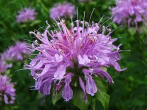 Wild_bergamot_(5992418976) Wild_bergamot_(5992418976)